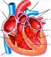 Презентація з біології на тему&quot; Системи кровообігу, серце та його робота&quot;,8  клас